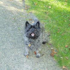 Cairn terrier Tilde RIP