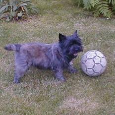 Cairn terrier Tilde RIP