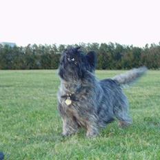 Cairn terrier Tilde RIP