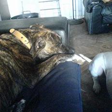 Amerikansk staffordshire terrier silk