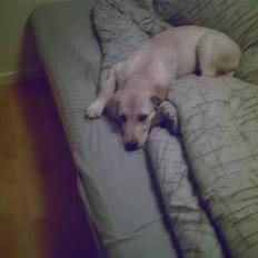 Golden retriever Bianca