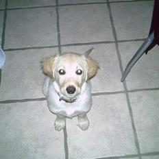 Golden retriever Bianca