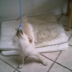 Golden retriever Bianca