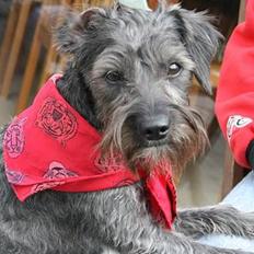 Blanding af racer Rikie