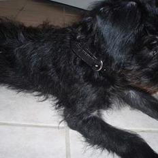 Blanding af racer Rikie