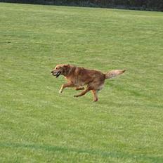 Golden retriever Rollo