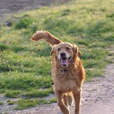 Golden retriever Rollo