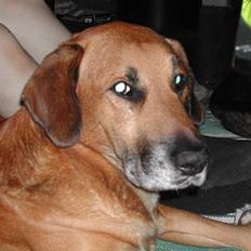 Blanding af racer Balder ****R.I.P****