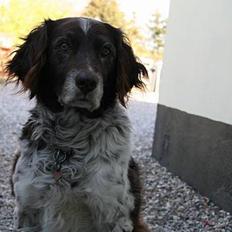 Kleiner münsterländer Max