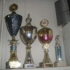 Kleiner münsterländer Max