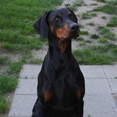 Dobermann Draco(GenningsGraeme) RIP