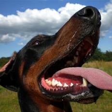 Dobermann Draco(GenningsGraeme) RIP