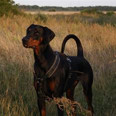 Dobermann Draco(GenningsGraeme) RIP