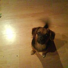 Blanding af racer Vaks