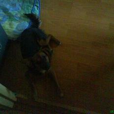 Blanding af racer Vaks