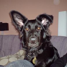 Blanding af racer Balder