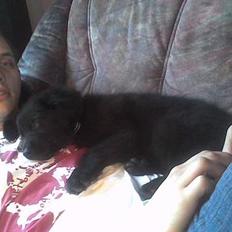 Blanding af racer Balder