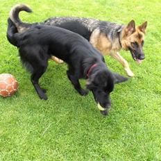 Blanding af racer Balder