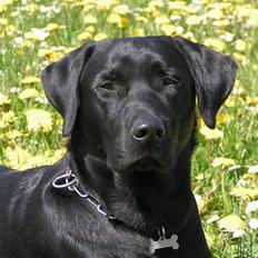 Labrador retriever (formel 1) Junior *DØD*