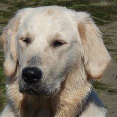 Golden retriever Lundtoftgårds Kato