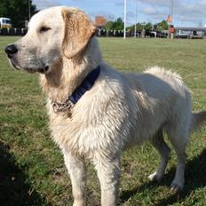 Golden retriever Lundtoftgårds Kato