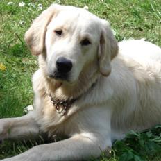 Golden retriever Lundtoftgårds Kato