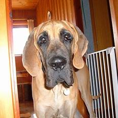 Grand danois Elmer Fjot