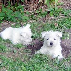 West highland white terrier Tull-A-More