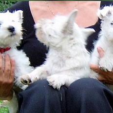 West highland white terrier Tull-A-More