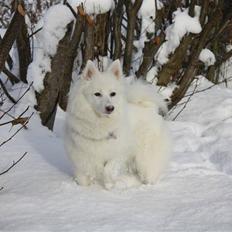 Japansk spids Miska aka smuksakken