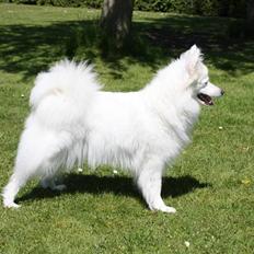 Japansk spids Miska aka smuksakken