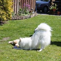 Japansk spids Miska aka smuksakken