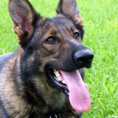 Schæferhund Amager's Chiwa *Død*