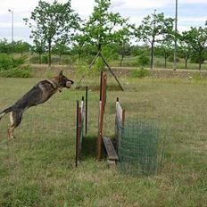 Schæferhund Amager's Chiwa *Død*