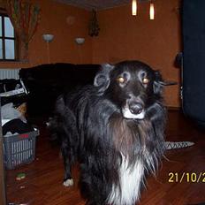 Blanding af racer bølle