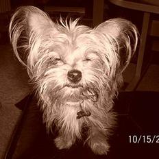 Yorkshire terrier Djipzy