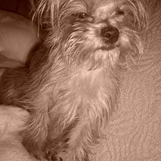 Yorkshire terrier Djipzy