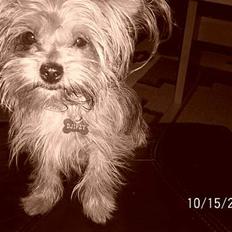 Yorkshire terrier Djipzy