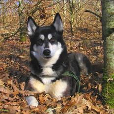 Siberian husky Jana