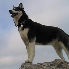 Siberian husky Jana