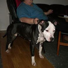 Amerikansk staffordshire terrier chelli