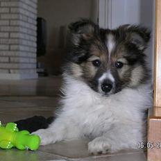 Shetland sheepdog  lucca