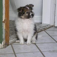 Shetland sheepdog  lucca