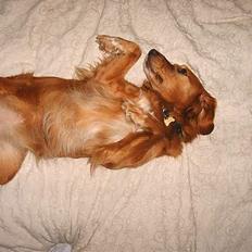 Blanding af racer Dina