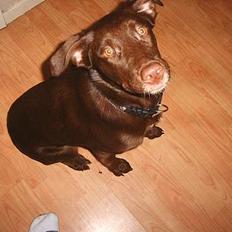 Blanding af racer Molly