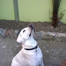 Labrador retriever Simon *Aflivet*