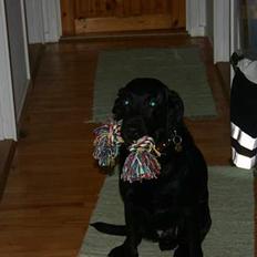 Labrador retriever Silas * R.I.P. *