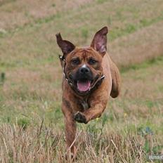 Amerikansk staffordshire terrier Rocky