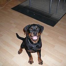 Rottweiler Dikadiabolos Ukita R.I.P