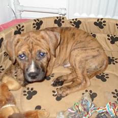 Amerikansk staffordshire terrier Rocky